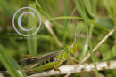 Common Field Grasshopper.